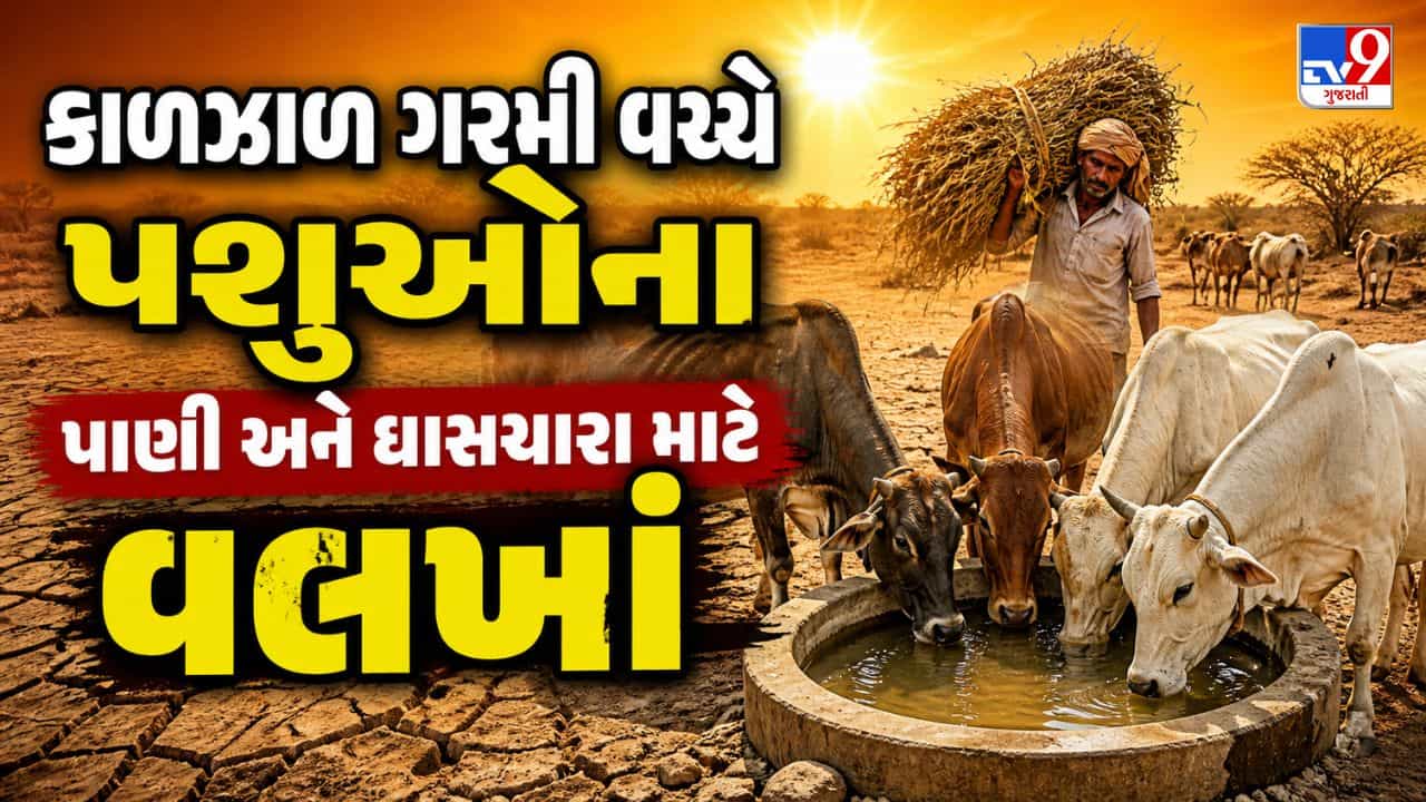 Breaking News : રાજકોટના ધોરાજીમાં કાળઝાળ ગરમી વચ્ચે પશુઓના પાણી અને ઘાસચારા માટે વલખાં, જુઓ Video