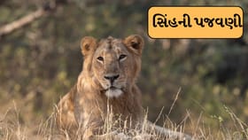 Breaking News : અમરેલીમાં સિંહ પજવણીનો વિડીયો થયો વાયરલ