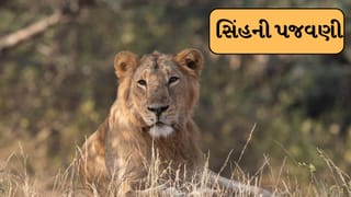 Breaking News : જંગલમાં સિંહની પજવણી, વીડિયો સોશિયલ મીડિયા પર વાયરલ થતા વનવિભાગ થયુ દોડતુ,જુઓ Video