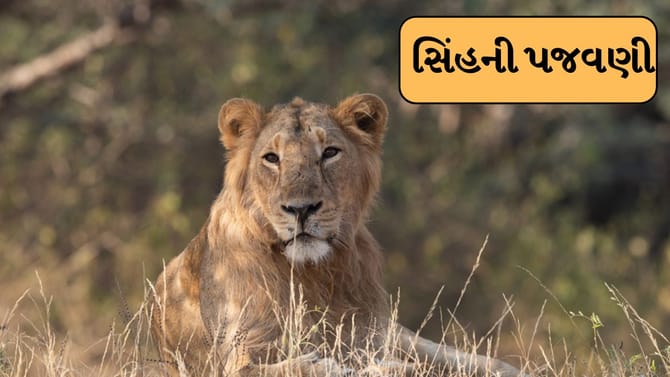 Breaking News : અમરેલીમાં સિંહ પજવણીનો વિડીયો થયો વાયરલ