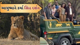 ગીરમાં બોલિવુડનો જમાવડો! આયુષ્માન-રકુલપ્રીતે માણી સિંહ સફારી