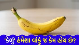 'કેળા' કેમ સીધા નથી ઉગતા? તે હંમેશા 'વાંકા' જ કેમ હોય છે?