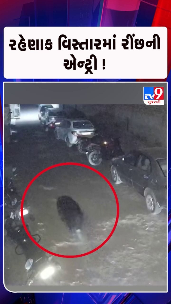 ગામની શેરીમાં રીંછના આંટાફેરા