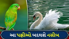 મોરથી લઈને કબૂતર સુધી, આ પક્ષીઓના ચિત્રો બદલાવી શકે છે ઘરની ઉર્જા