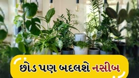 ઘરમાં છોડ ક્યાં રાખો છો? ખોટી દિશા બગાડી શકે છે ઉર્જા
