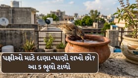 Vastu Tips : પક્ષીઓ માટે દાણા-પાણી રાખતી વખતે ક્યારેય ન કરો આ 5 ભૂલો!
