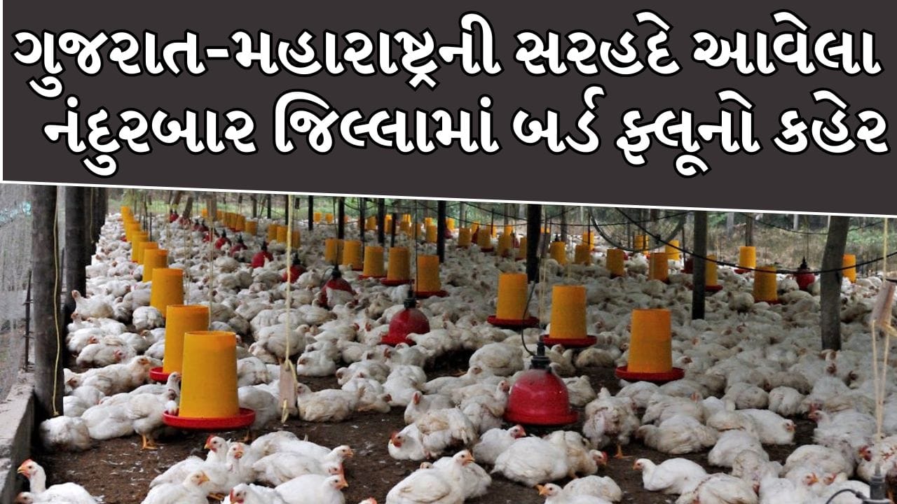 Breaking News : ગુજરાત-મહારાષ્ટ્રની સરહદે આવેલા નંદુરબાર જિલ્લામાં બર્ડ ફ્લૂનો કહેર, 4 દિવસમાં 2 લાખ મરઘાં માર્યા!