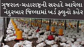 ગુજરાતની સરહદે આવેલા મહારાષ્ટ્રના નંદુરબાર જિલ્લામાં બર્ડ ફ્લૂનો કહેર