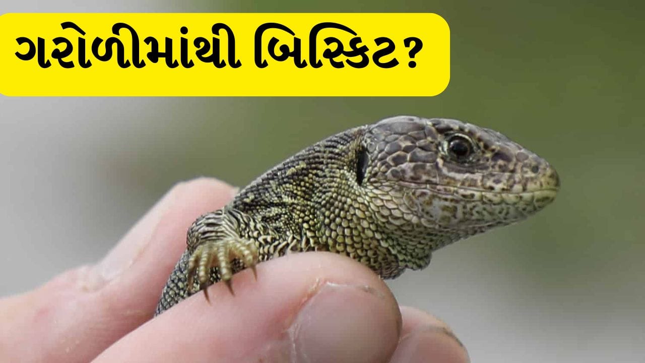 જંગલી ગરોળીમાંથી બને છે બિસ્કિટ? Viral Videoનું સત્ય જાણીને થશે આશ્ચર્ય