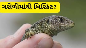 બજારમાં વેચાય છે ગરોળીના બિસ્કિટ? વાયરલ વીડિયોએ ઉભા કર્યા સવાલો