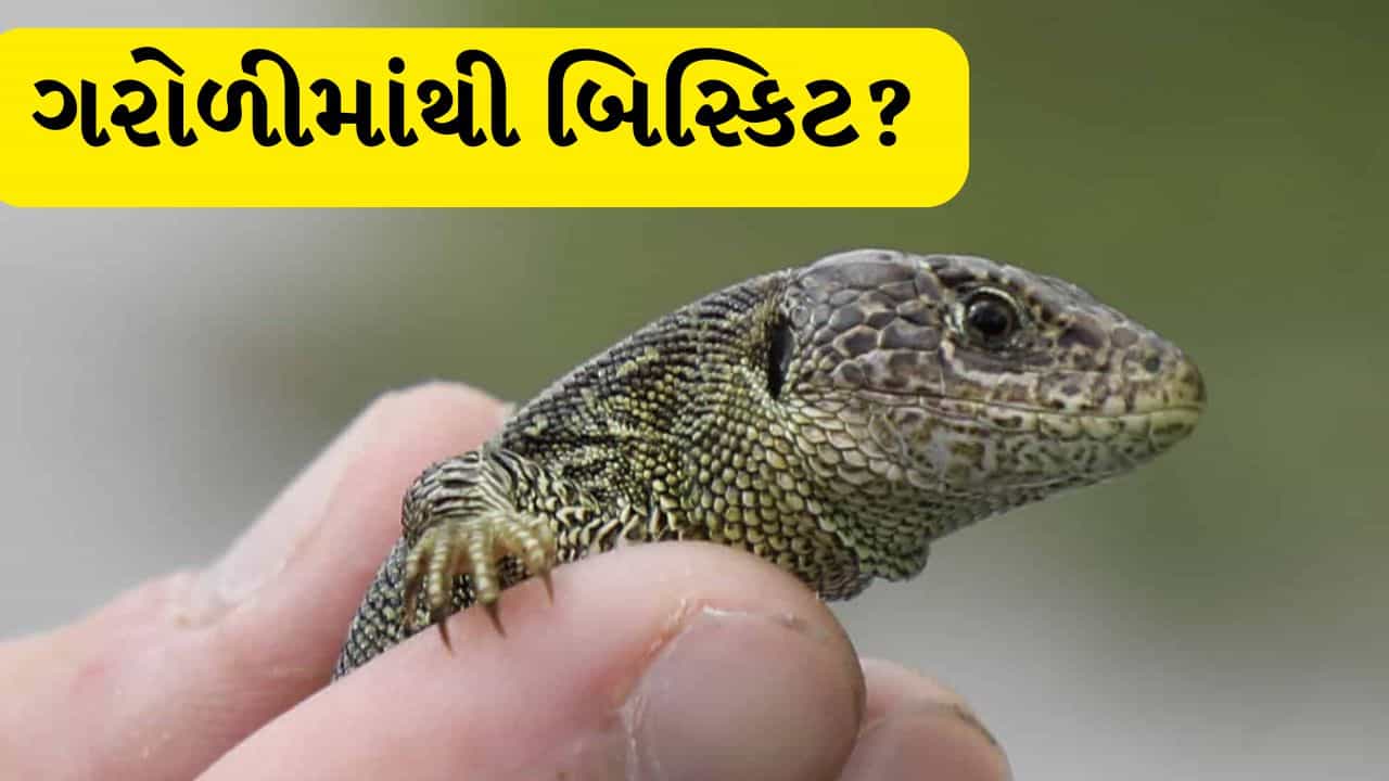 જંગલી ગરોળીમાંથી બને છે બિસ્કિટ? Viral Videoનું સત્ય જાણીને થશે આશ્ચર્ય