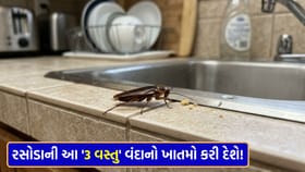 રસોડાની આ '3 વસ્તુ' વંદાનો ખાતમો કરી દેશે!