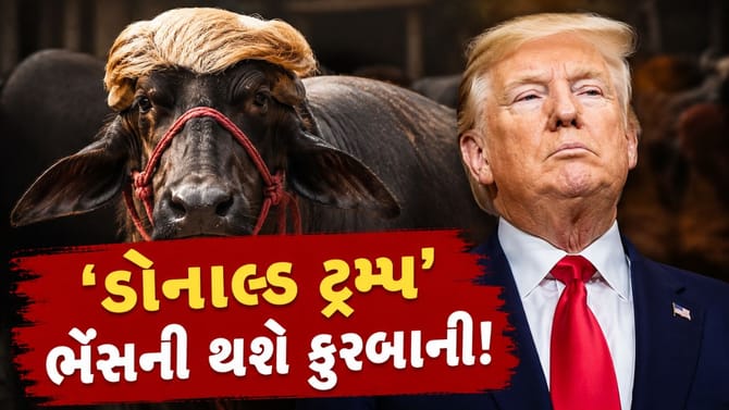 700 કિલોના 'ડોનાલ્ડ ટ્રમ્પ' ભેંસની કુરબાની