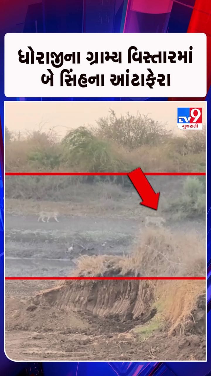 સિંહના આંટાફેરાથી ખેડૂતો અને પશુપાલકોમાં ભય