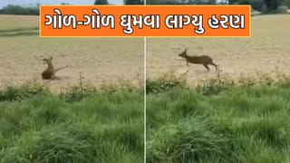 જંગલી ફળ ખાઈને ગોળ-ગોળ ઘૂમવા લાગ્યુ હરણ, પોલીસે જારી કરવુ પડ્યુ એલર્ટ- જુઓ Video