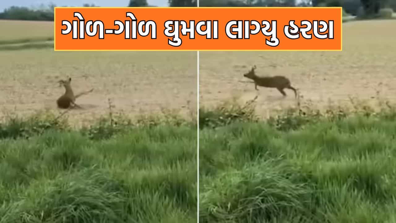 જંગલી ફળ ખાઈને ગોળ-ગોળ ઘૂમવા લાગ્યુ હરણ, પોલીસે જારી કરવુ પડ્યુ એલર્ટ- જુઓ Video