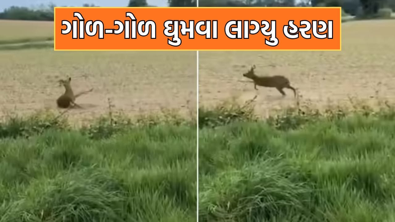 જંગલી ફળ ખાઈને ગોળ-ગોળ ઘૂમવા લાગ્યુ હરણ, પોલીસે જારી કરવુ પડ્યુ એલર્ટ- જુઓ Video