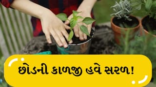 ઘણા દિવસો માટે બહાર જઈ રહ્યા છો ? છોડ રહેશે લીલાછમ… આ સરળ પદ્ધતિઓ અજમાવી જુઓ