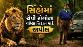 ગુજરાતના સિંહોમાં ચેપી રોગોનો ખતરો વધ્યો