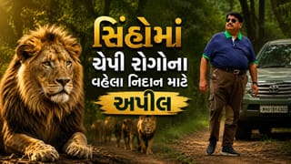 Gir Conservation : ગુજરાતના સિંહોમાં ચેપી રોગોનો ખતરો વધ્યો, વહેલા નિદાન માટે સાંસદ પરિમલ નથવાણીની સરકારને અપીલ