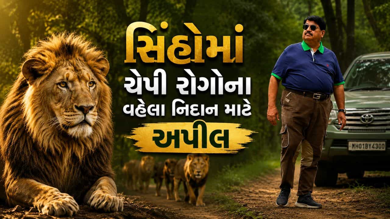 Gir Conservation : ગુજરાતના સિંહોમાં ચેપી રોગોનો ખતરો વધ્યો, વહેલા નિદાન માટે સાંસદ પરિમલ નથવાણીની સરકારને અપીલ