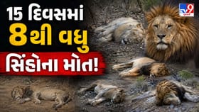 ગીરમાં ટપોટપ સિંહોના મોતથી પ્રકૃતિપ્રેમીઓ ચિંતિત