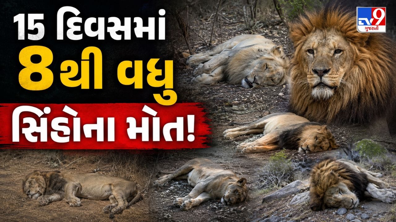 Breaking News : ગીરમાં કાળમુખો વાયરસ બેફામ! 8 સિંહને ભરખી રહ્યો છે CDV અને બેબીસિયા? તંત્ર હજુ પણ સેમ્પલિંગમાં વ્યસ્ત! જુઓ Video