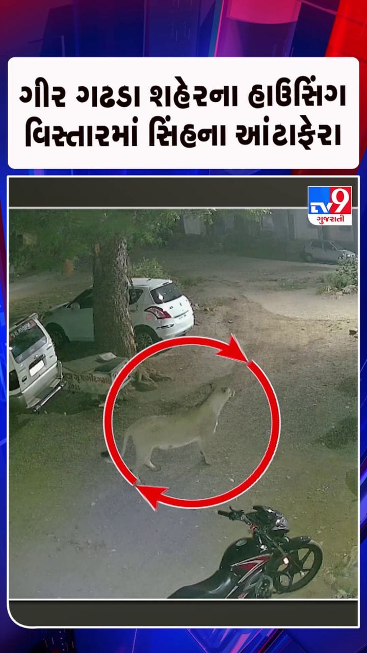 સીસીટીવી કેમેરામાં સિંહોના આંટાફેરા કેદ
