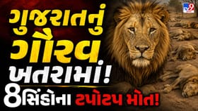 એશિયાટિક સિંહો પર સૌથી મોટું સંકટ! ગીરમાં રહસ્યમય વાયરસનો તાંડવ
