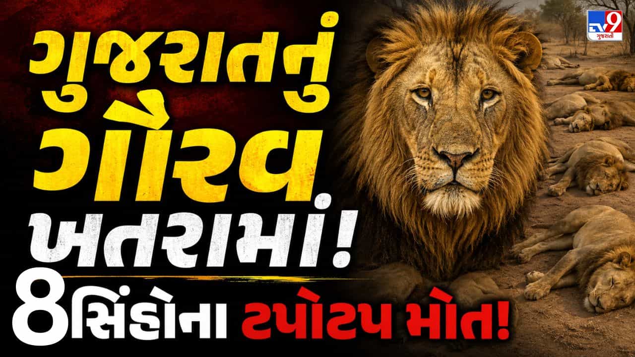 Breaking News : ગીરમાં વધુ 2 સિંહબાળના મોત, સિંહોના ટપોટપ મોતથી વન વિભાગમાં હડકંપ, શું ફરી વળશે CDVનો કહેર? જુઓ Video