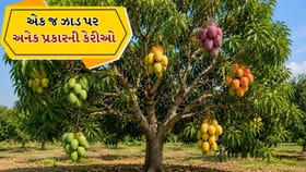 Gardening Tips: એક જ ઝાડ પર અલગ અલગ ફળ ઉગાડવા માટે શું કરવું?