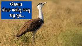 કચ્છ: વિલુપ્ત થયેલ દુર્લભ ઘોરાડ પક્ષીનું એકમાત્ર બચ્ચુ થયુ ગુમ