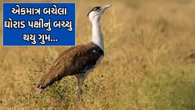 કચ્છ: વિલુપ્ત થયેલ દુર્લભ ઘોરાડ પક્ષીનું એકમાત્ર બચ્ચુ થયુ ગુમ