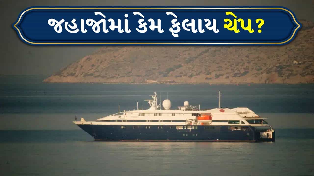 ક્રુઝ અને જહાજોમાં વાયરસ કેમ ઝડપથી ફેલાય છે? Hantavirus અને Norovirusથી સમજો કારણ