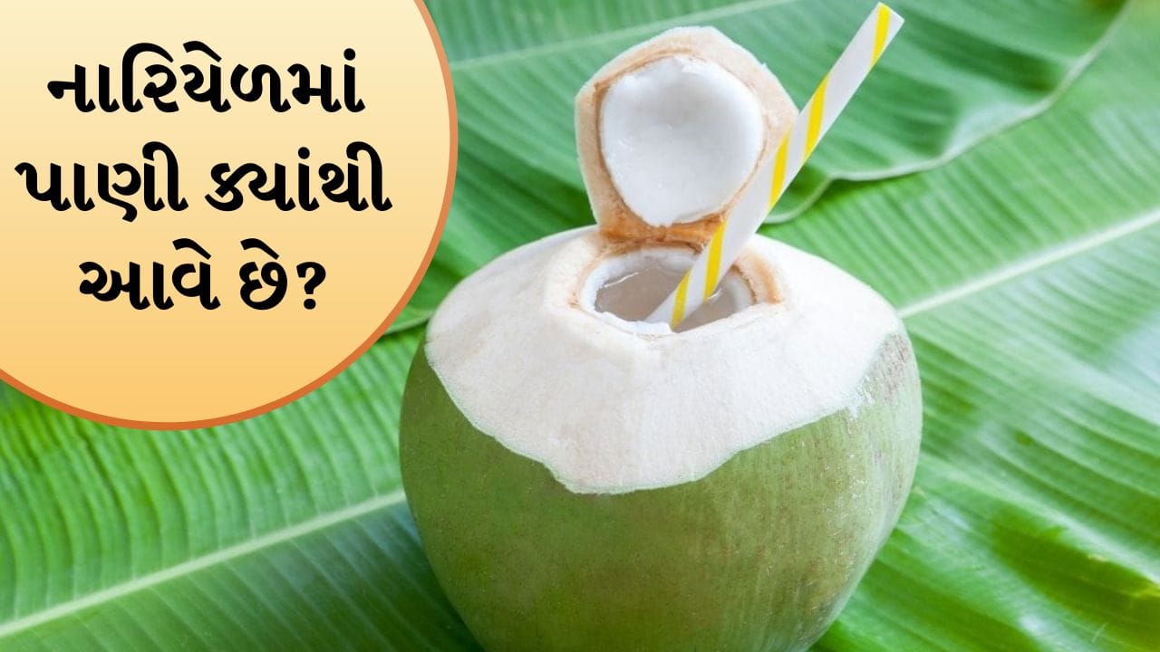 Knowledge: નારિયેળની અંદર પાણી આવે છે ક્યાંથી? જાણો પ્રકૃતિના આ અદ્ભુત ‘નેચરલ બાયો બોટલ’નું વિજ્ઞાન