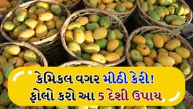 કાચી કેરી ઝડપથી પકવવી છે? અપનાવો આ કુદરતી ટ્રિક્સ