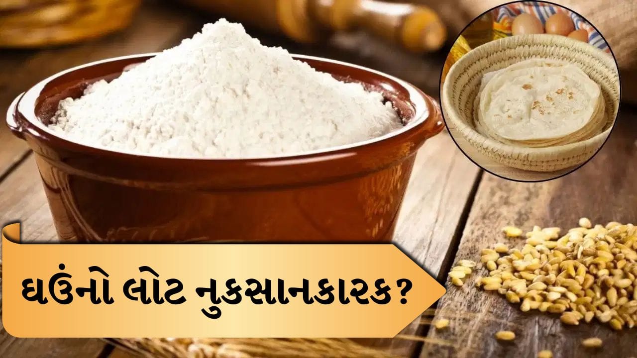 શું દરરોજ ઘઉંની રોટલી ખાવાથી વધી શકે છે રોગોનું જોખમ? જાણો એક્સપર્ટનો જવાબ, જુઓ Video