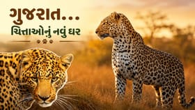 કુનો બાદ હવે ગુજરાતમાં ચિત્તાઓનું સ્થાનાંતરણ