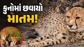 કુનોમાં માતમ, ચિત્તાના ચારેય બચ્ચા મૃત્યુ પામ્યા