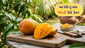 આ કેરીનું નામ 'લંગડો' કેમ? જાણો અસલી વાર્તા
