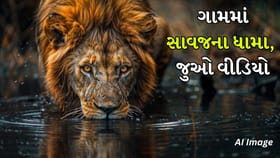 વીરપુર ગામમાં સાવજના ધામા, પાણી પી આરામ કરતો Video Viral