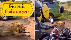 ખૂંખાર સિંહ પાસેથી આરામથી પસાર થયો માણસ, જુઓ Video