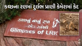 કચ્છના નાના રણમાં દુર્લભ ફેનેક શિયાળ દેખાયું