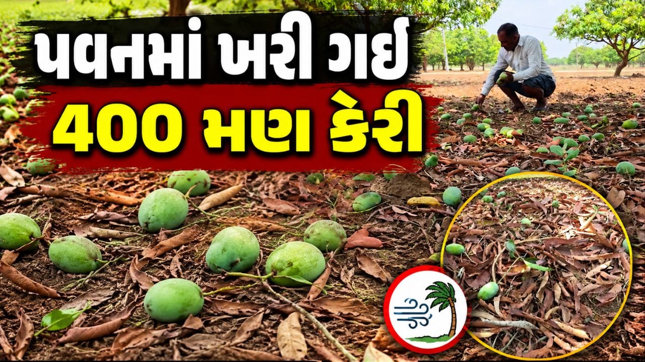 પંચમહાલના કાલોલમાં વાવાઝોડા સાથે વરસાદ વરસતા કેરીના પાકને વ્યાપક નુકસાન, 400 મણ કેરી આંબા પરથી ખરી ગઈ- Video