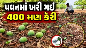 Panchmahal: કાલોલમાં વાવાઝોડા સાથે વરસાદ વરસતા 400 મણ કેરી ખરી ગઈ
