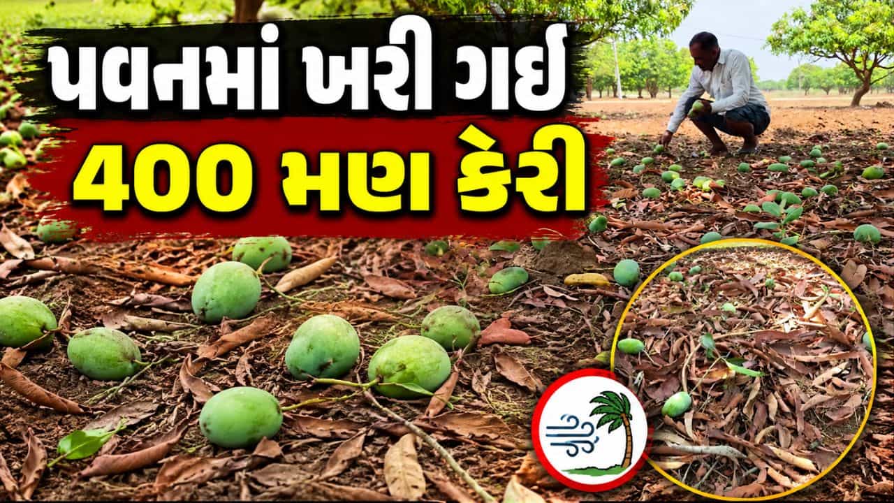 પંચમહાલના કાલોલમાં વાવાઝોડા સાથે વરસાદ વરસતા કેરીના પાકને વ્યાપક નુકસાન, 400 મણ કેરી આંબા પરથી ખરી ગઈ- Video