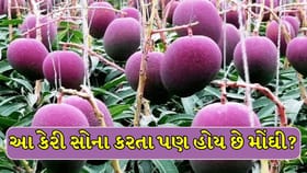 ગુજરાતની આ કેરીનો ભાવ આંતરરાષ્ટ્રીય બજારમાં 3 લાખ સુધી છે!