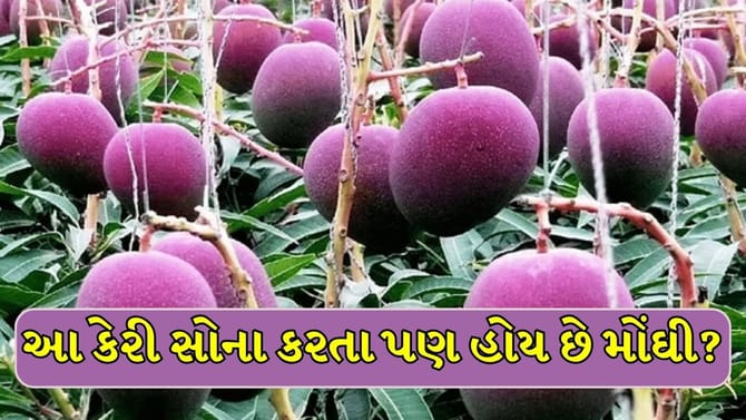 ગુજરાતની આ કેરીનો ભાવ આંતરરાષ્ટ્રીય બજારમાં 3 લાખ સુધી છે!