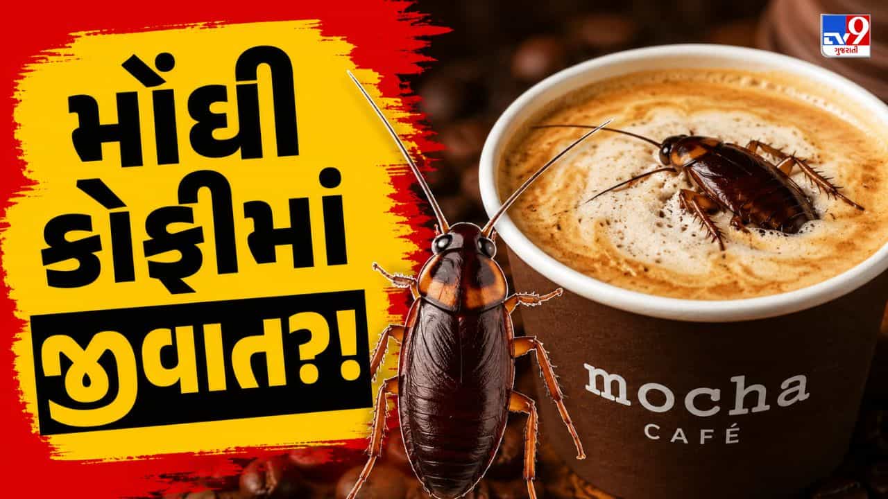 Breaking News : અમદાવાદમાં મોકા કેફેમાં કોફીમાંથી નીકળી જીવાત, રસોડામાં વંદાઓનું સામ્રાજ્ય જોઈ ગ્રાહકોનો પિત્તો ગયો, જુઓ Video
