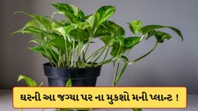 ઘરની આ જગ્યાઓ પર ભૂલથી પણ ના મુકશો મની પ્લાન્ટ, નહીં તો કંગાળ થઈ જશો